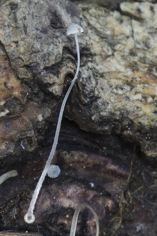 Mycena tenuispinosa